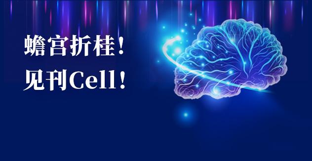 Cell项目文章 | 中国科学家解码人脑多区域时空发育奥秘！